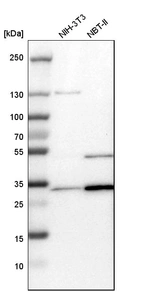 Western blot analysis in mouse cell line NIH-3T3 and rat cell line NBT-II.