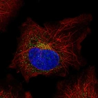 Immunofluorescent staining of human cell line HeLa shows localization to vesicles.