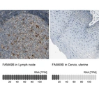 Anti-FAM49B Antibody