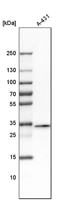 Anti-FAM49B Antibody