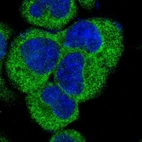 Immunofluorescent staining of human cell line A-431 shows localization to endoplasmic reticulum.