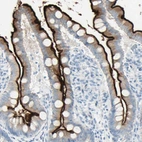 Immunohistochemical staining of human small intestine shows high expression.