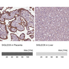 Anti-SIGLEC6 Antibody