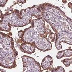 Anti-SIGLEC6 Antibody