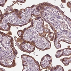 Immunohistochemical staining of human placenta shows strong cytoplasmic and memranous positivity in trophoblastic cells.