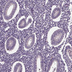 Immunohistochemical staining of human endometrium shows no positivity in glandular cells as expected.