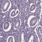Immunohistochemical staining of human endometrium shows no positivity in glandular cells as expected.