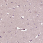 Anti-SIGLEC6 Antibody