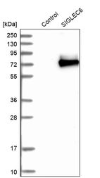 Western blot analysis in control (vector only transfected HEK293T lysate) and SIGLEC6 over-expression lysate (Co-expressed with a C-terminal myc-DDK tag (~3.1 kDa) in mammalian HEK293T cells, LY404754).