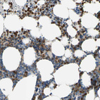 Anti-SIGLEC5 Antibody