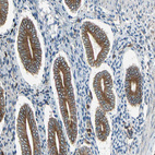 Immunohistochemical staining of human endometrium shows strong cytoplasmic positivity in glandular cells.