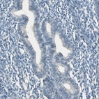 Immunohistochemical staining of human endometrium shows no positivity in glandular or stromal cells as expected.