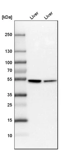 Western blot analysis in mouse liver tissue and rat liver tissue.