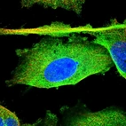 Immunofluorescent staining of human cell line U-251 MG shows localization to plasma membrane & cytosol.