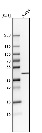 Western blot analysis in human cell line A-431.