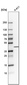 Anti-NDFIP2 Antibody