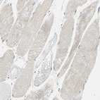 Immunohistochemical staining of human skeletal muscle shows very weak positivity in myocytes.