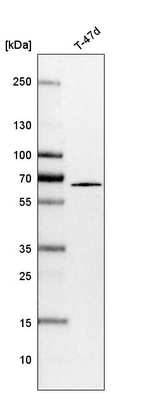 Anti-SHOC2 Antibody