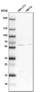 Western blot analysis in mouse cell line NIH-3T3 and rat cell line NBT-II.