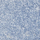 Immunohistochemical staining of human lymph node shows no positivity in non-germinal center cells as expected.