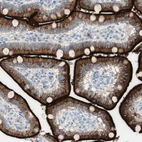 Immunohistochemical staining of human duodenum shows strong membranous positivity in glandular cells.
