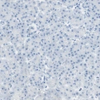 Immunohistochemical staining of human pancreas shows no positivity in exocrine glandular cells as expected.