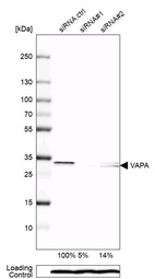 Western blot analysis in U-138MG cells transfected with control siRNA, target specific siRNA probe #1 and #2, using Anti-VAPA antibody. Remaining relative intensity is presented. Loading control: Anti-PPIB.