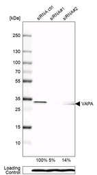 Anti-VAPA Antibody