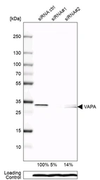 Western blot analysis in U-138MG cells transfected with control siRNA, target specific siRNA probe #1 and #2, using Anti-VAPA antibody. Remaining relative intensity is presented. Loading control: Anti-PPIB.