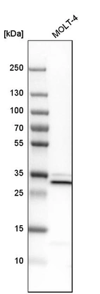 Western blot analysis in human cell line MOLT-4.