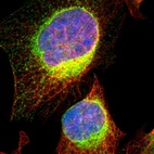 Immunofluorescent staining of human cell line U-2 OS shows localization to endoplasmic reticulum.