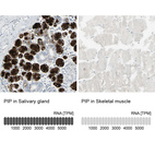 Immunohistochemistry analysis in human salivary gland and skeletal muscle tissues using HPA009177 antibody. Corresponding PIP RNA-seq data are presented for the same tissues.