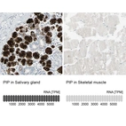 Immunohistochemistry analysis in human salivary gland and skeletal muscle tissues using HPA009177 antibody. Corresponding PIP RNA-seq data are presented for the same tissues.