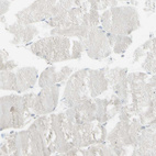 Immunohistochemical staining of human skeletal muscle shows no positivity in myocytes.