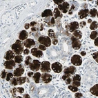 Immunohistochemical staining of human salivary gland shows strong cytoplasmic positivity in glandular cells.