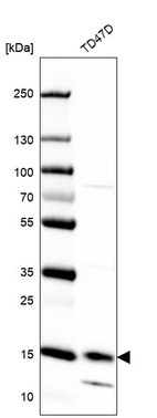 Western blot analysis in human cell line TD47D.