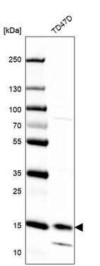 Western blot analysis in human cell line TD47D.