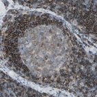 Immunohistochemical staining of human lymph node shows high expression.
