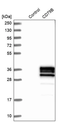 Western blot analysis in control (vector only transfected HEK293T lysate) and CD79B over-expression lysate (Co-expressed with a C-terminal myc-DDK tag (~3.1 kDa) in mammalian HEK293T cells, LY421857).