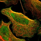 Immunofluorescent staining of human cell line U-2 OS shows localization to nucleoplasm, plasma membrane & cytosol.