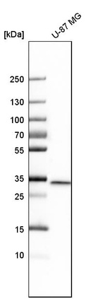 Western blot analysis in human cell line U-87 MG.