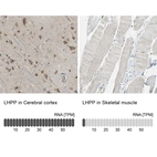 Anti-LHPP Antibody