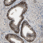 Anti-CD276 Antibody