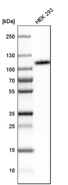 Western blot analysis in human cell line HEK 293.