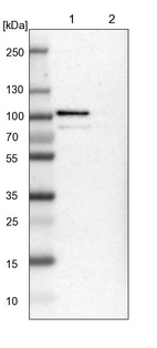 Lane 1: NIH-3T3 cell lysate (Mouse embryonic fibroblast cells)_br/_Lane 2: NBT-II cell lysate (Rat Wistar bladder tumour cells)