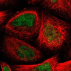 Immunofluorescent staining of human cell line A-431 shows localization to nucleus.