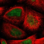 Immunofluorescent staining of human cell line A-431 shows localization to nucleus.