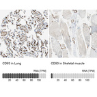 Anti-CD93 Antibody