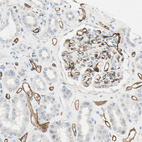 Immunohistochemical staining of human kidney shows strong membranous positivity in endothelial cells.