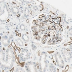 Immunohistochemical staining of human kidney shows strong membranous positivity in endothelial cells.
